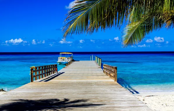 Picture sea, palm trees, stay, pierce