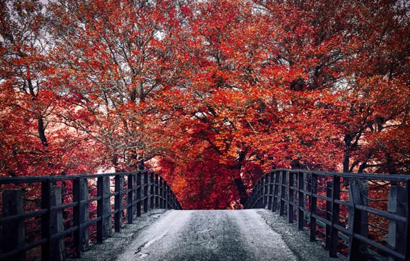 Picture autumn, bridge, nature