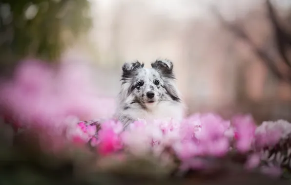 Flowers, each, spot, dog, sheltie, Shetland Sheepdog