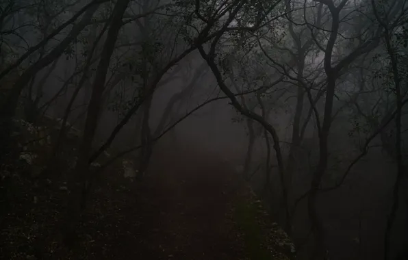 Picture forest, trees, nature, fog, Spain, Spain, Mallorca, Serra de Tramuntana