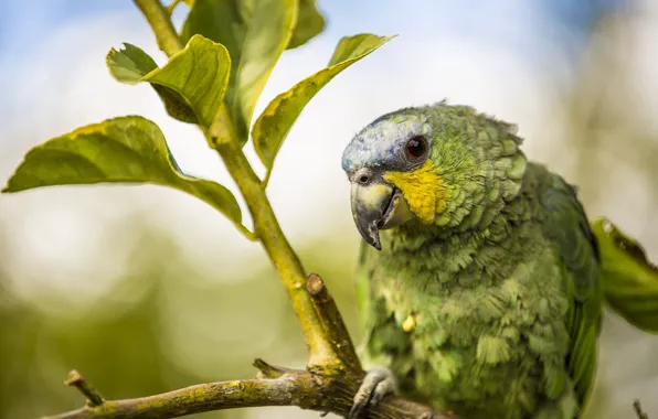 Picture branch, parrot, bird, leaves