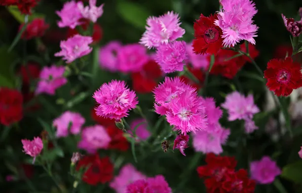 Flowers, red, pink, flowerbed, carnation, bokeh, clove