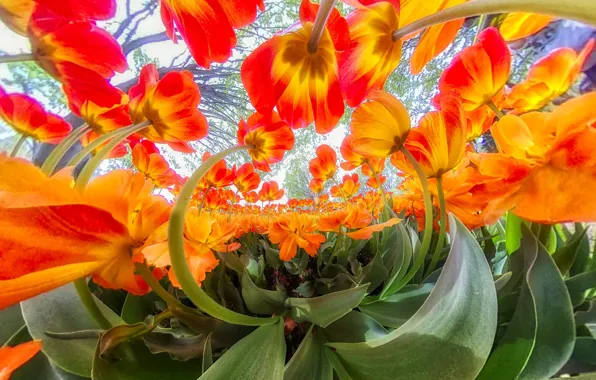 Leaves, trees, flowers, branches, Park, stems, bright, beauty