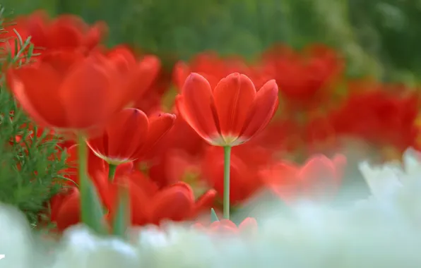 Tulips, red, bokeh