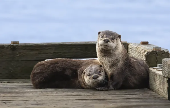 A couple, young, cubs, teenagers, otter, otters, river otter