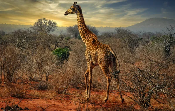 Photo, The bushes, Giraffe, Animals