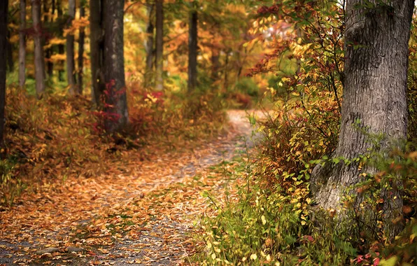 Autumn, forest, nature