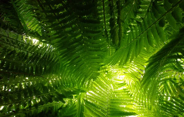Picture leaves, macro, plant, fern