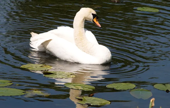 White, water, reflection, bird, Swan