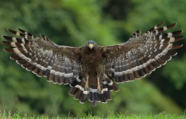Bird, wings, hawk, Great crested snake eagle