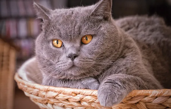 Cat, cat, face, British, British Shorthair