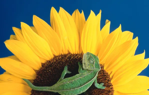 Flowers, sunflower, lizard