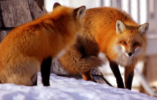 Winter, red, two foxes