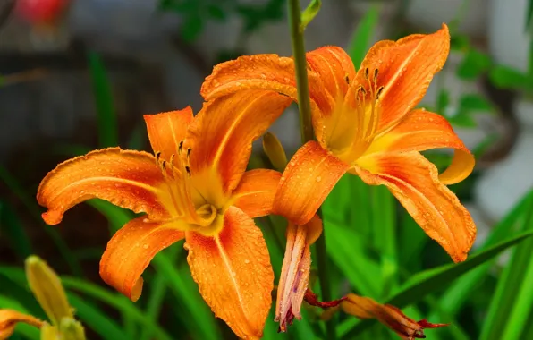 Flower, blooming, lilia