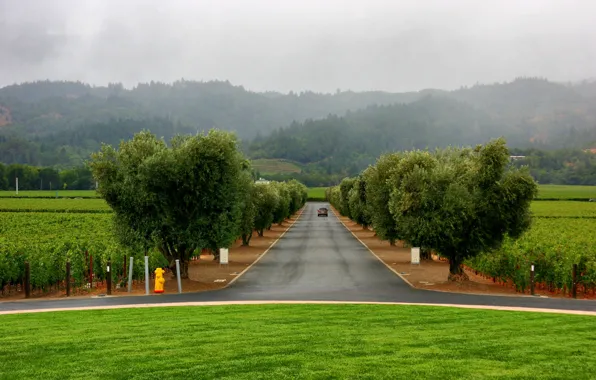 Road, machine, trees, fog, lawn, alley, landing