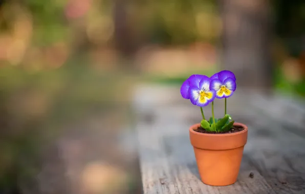 Flowers, background, pot