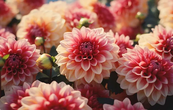 Macro, flowers, garden, pink, two-tone, dahlias, AI art, neural network