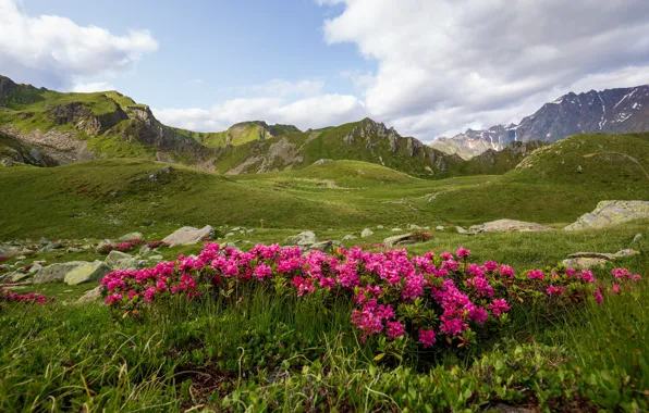 Flowers, mountains, Italy, rhododendron