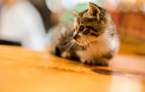 Picture baby, kitty, bokeh
