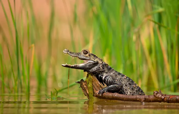 Teeth, crocodile, mouth