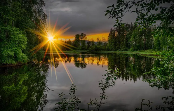 Picture greens, forest, summer, trees, sunset, branches, river, the evening