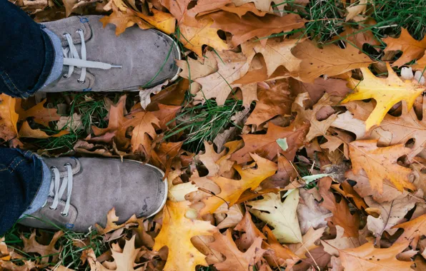 Autumn, leaves, sneakers, laces, oak, oak