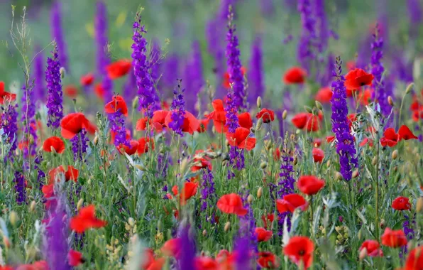 Wallpaper Maki, meadow, meadow flowers, delphinium