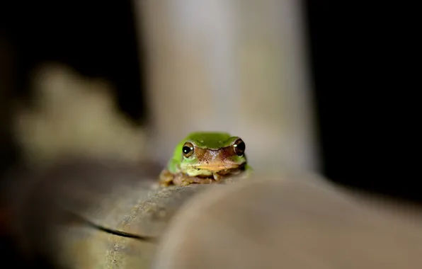 Eyes, frog, green, looks