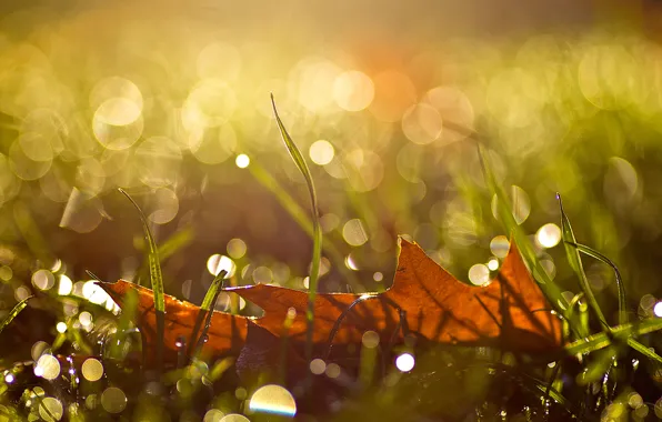 Picture autumn, grass, drops, macro, sheet, glare