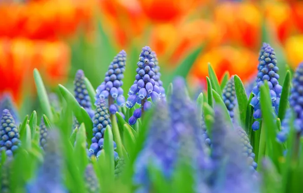 Field, macro, flowers, blur, blue, Muscari