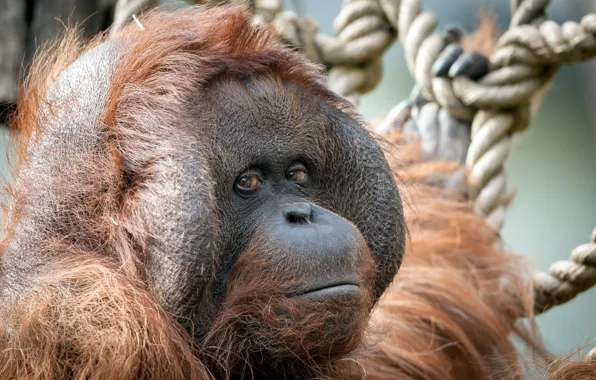 Picture nature, pose, monkey, the primacy of, orangutan