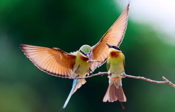 Birds, branch, the European bee-eater Golden, pouloudi