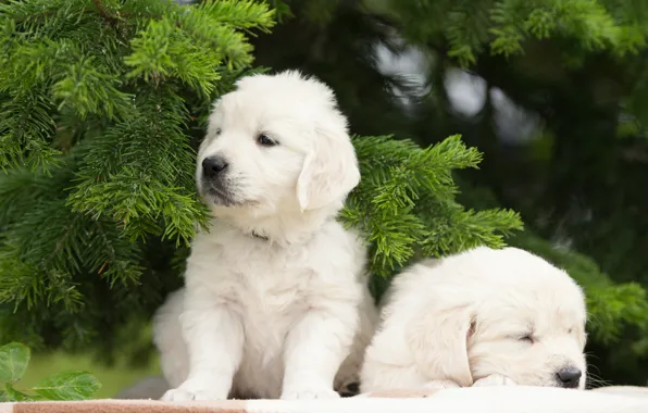 Dogs, puppies, a couple, twins, spruce branches