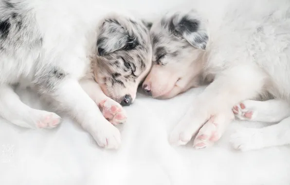 Dogs, comfort, house, puppies