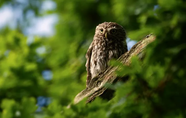Tree, owl, bird, foliage, green background, bokeh, owl