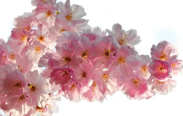 Picture macro, flowers, branches, cherry, beauty, spring, petals, Sakura