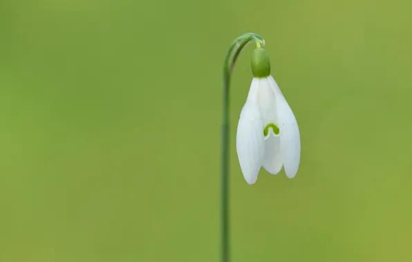 White, flower, green, green, petals, stem, white, flower