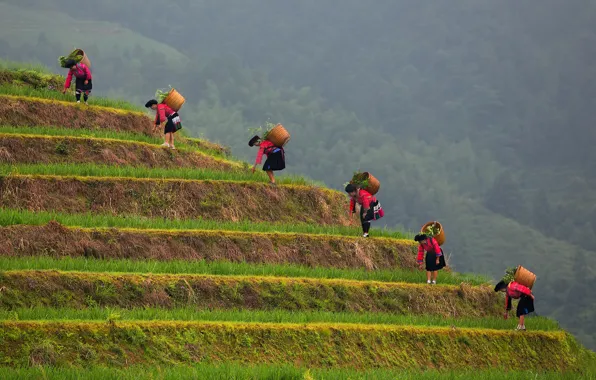 Picture slope, terrace, rice plantation