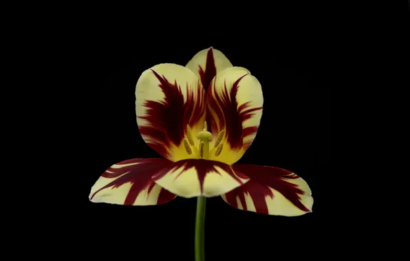 Flowers, petals, tulips