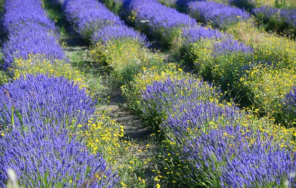 Light, flowers, yellow, shadows, the ranks, lavender, lilac, plantation
