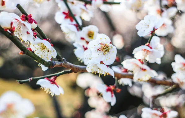 Flowers, spring, Cherry, flowering