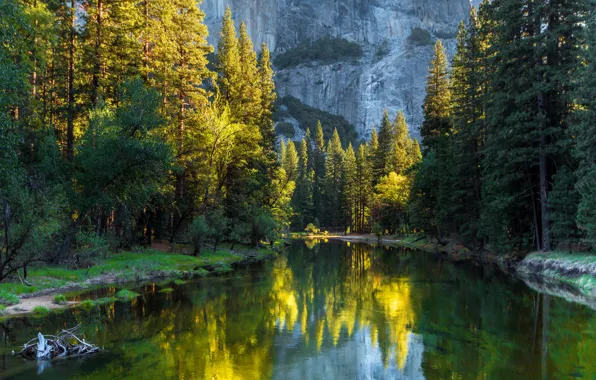 Forest, trees, mountains, river, CA, USA, Yosemite National Park