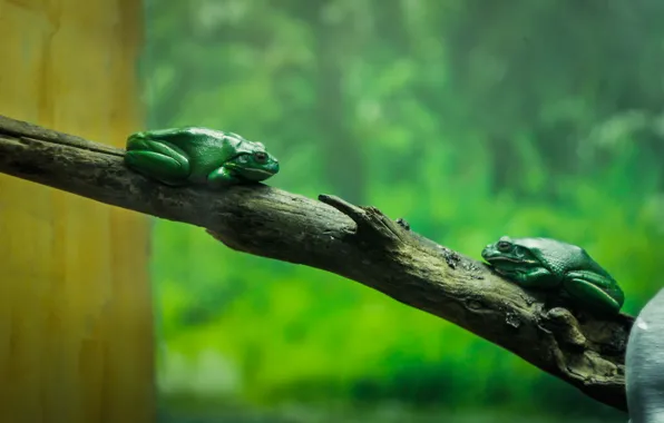 Green, tree, aquarium, branch, toad, frog, zoo