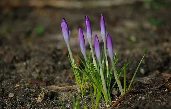 Picture leaves, earth, Flowers, crocuses, buds