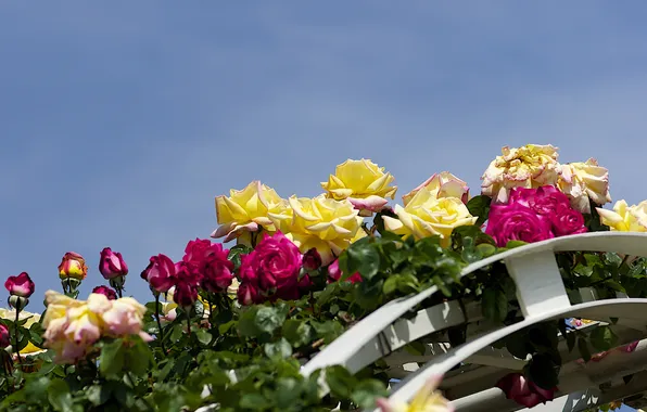 The sky, flowers, roses, arch