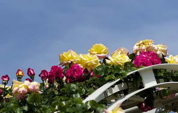 Picture the sky, flowers, roses, arch