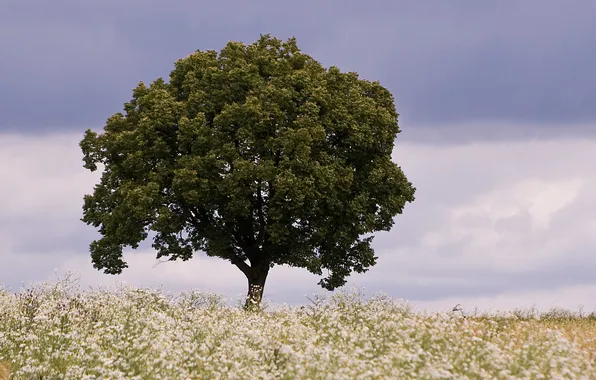Field, clouds, trees, flowers