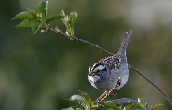 Picture leaves, strip, bird, branch, Sparrow