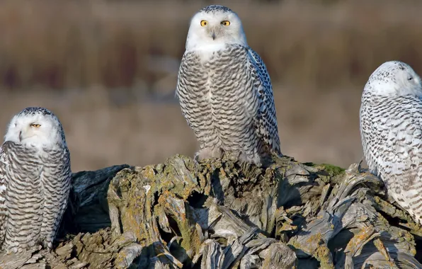 Log, owls, trio
