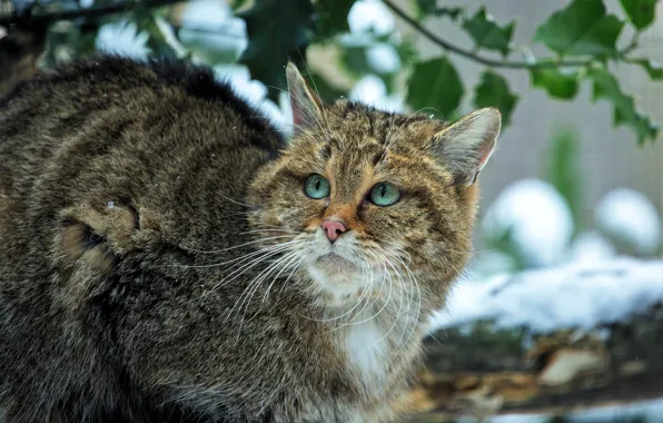 Winter, cat, look, leaves, snow, portrait, branch, spring